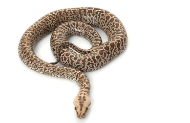 Granit Burmese Python