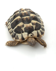 Obraz premium Herman’s Tortoise