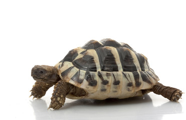 Obraz premium Herman’s Tortoise