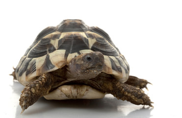 Obraz premium Herman’s Tortoise