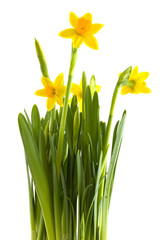 Fototapeta premium Daffodils