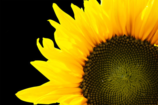 beautiful sunflower isolated over black