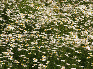 Obraz premium Camomile