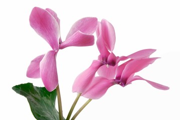 pretty pink flowers of cyclamen