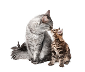maine coon cat and kitten