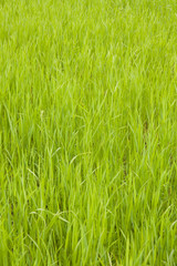 Grass texture