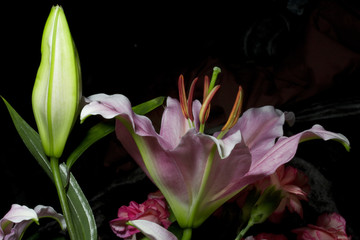 Fototapeta na wymiar lilia