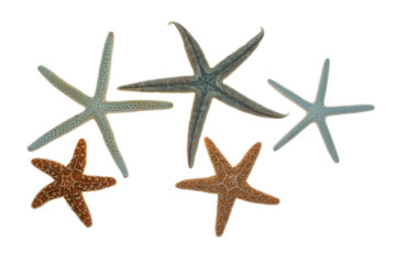 Fototapeta na wymiar star-fish