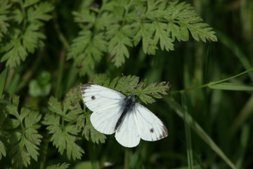 Small White Butterfly