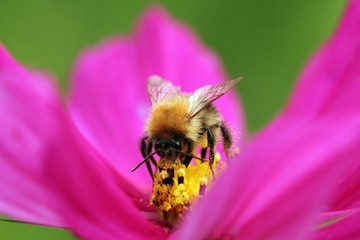 Bumblebee