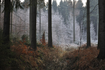 Obraz premium Teutoburgerwald verschneit