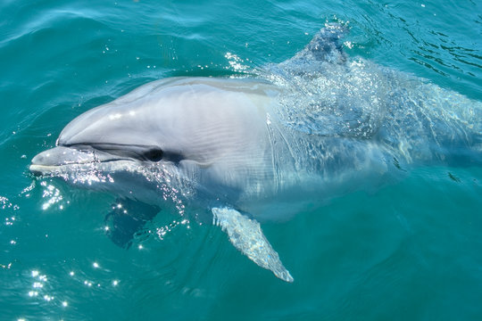 closeup bottlenosed dolphin
