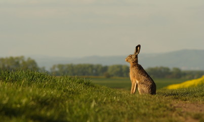 A hare sitting on the balk. - obrazy, fototapety, plakaty