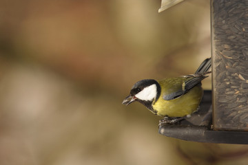 Great tit sitting on a feeder