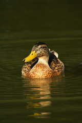 Female mallard duck on a pond lit by warm, late sunschine.