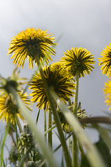 Obraz premium Dandelions photographed from below close up