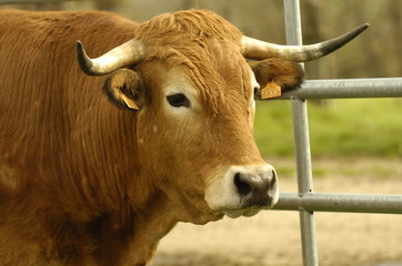 boeuf aubrac