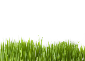 Grass macro