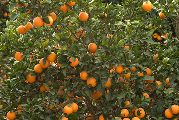 Branches with ripe oranges