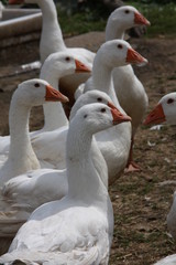 Obraz premium Hausgänse
