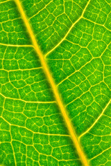 Leaf closeup