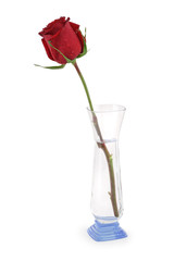 Single red rose in vase with water.