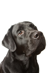 The dog black labrador  isolated on white