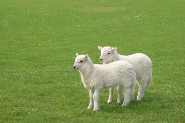 Obraz premium Twin Lambs
