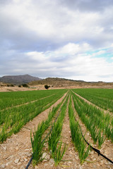 Fototapeta na wymiar Garlic plants - Meadow