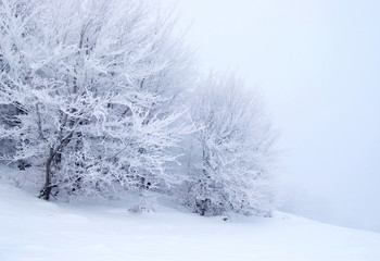 Winter tree