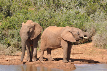 Fototapeta premium przy wodopoju