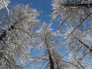 schneebedeckte Lärchen
