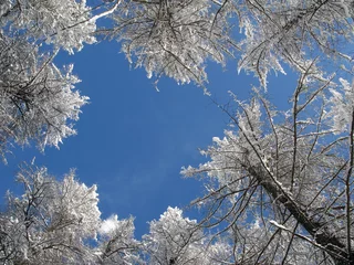 Deurstickers Baumkronen Im Schnee © Konstanze Gruber