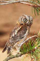 scops-owl 3