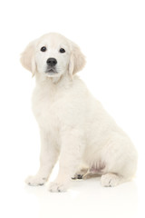 Little labrador retriever isolated on white