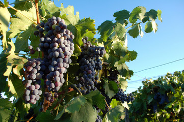 Uva rossa
