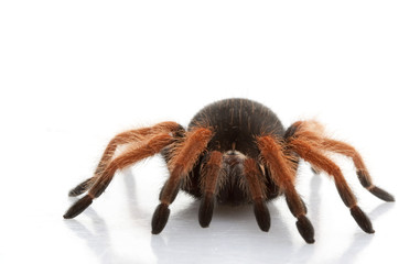 Mexican Red-legged Tarantula