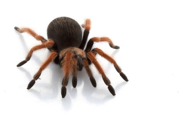 Mexican Red-legged Tarantula