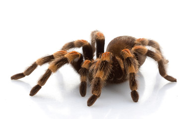 Mexican Redknee Tarantula