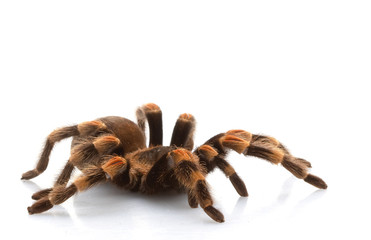 Mexican Redknee Tarantula