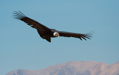 Huge Condor looking for prey in Colca Canyon