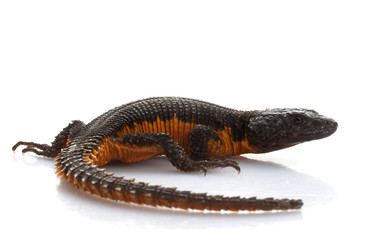 Transvaal Girdled Lizard