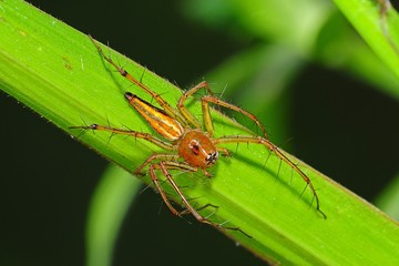common lynx spider  in the parks