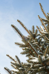Colorado Blue spruce