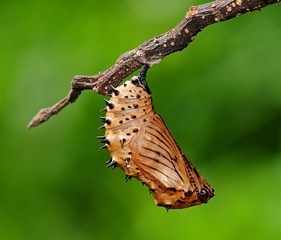 Malayan egg fly pupa in the parks