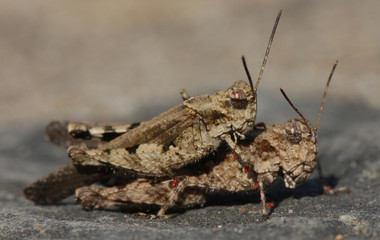 two grasshopers mating on the concrete
