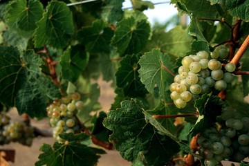 White Grapes on vine