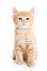 Obraz premium Small kitten on white background