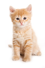Small kitten on white background