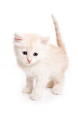 Obraz premium Small kitten on white background
